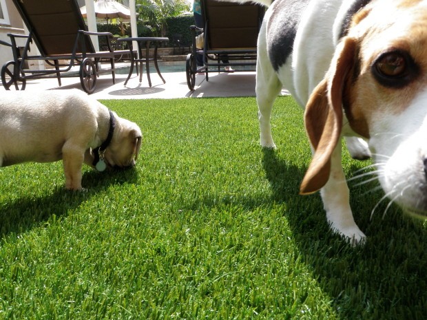 San Diego Pet Turf, San Diego Synthetic Pet Turf
